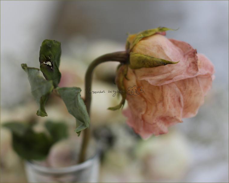 Засохшая роза ручной работы, фото № 8