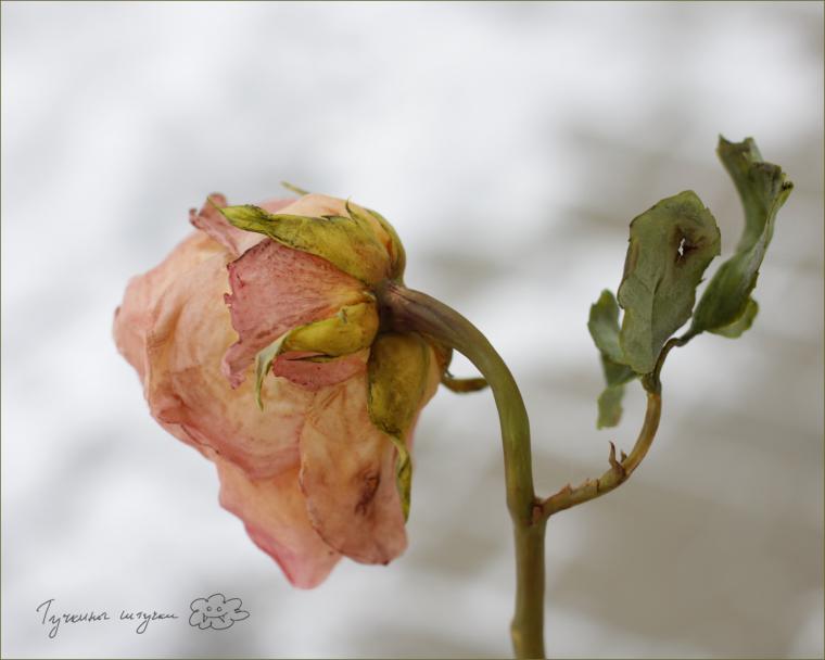 Засохшая роза ручной работы, фото № 12