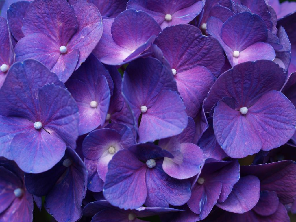 Фиолетовый - счастливый цвет Виктории