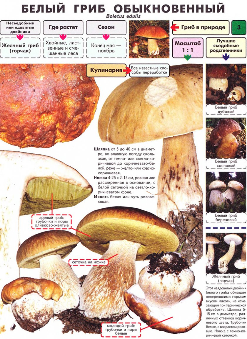 Характеристика белых грибов