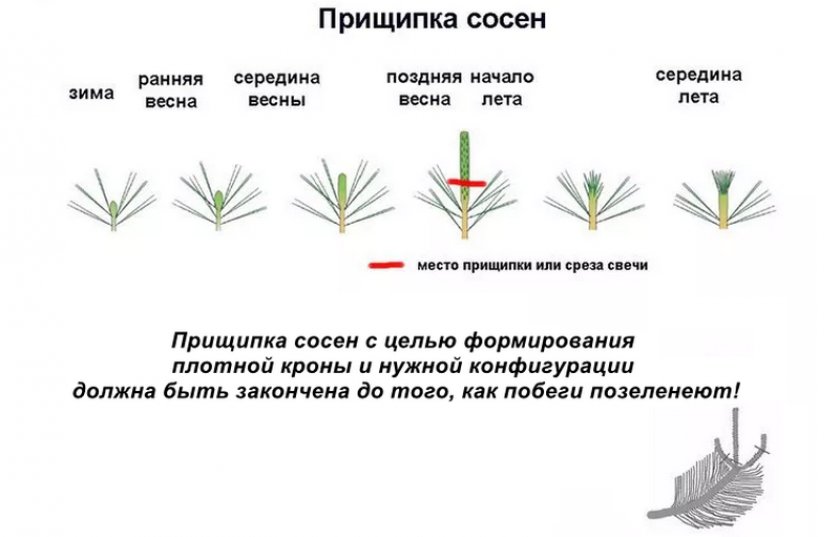 Прищипка