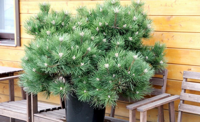 Сосна Hornibrookiana