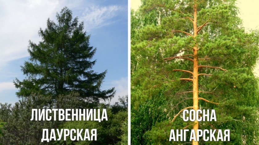 Хвойные деревья