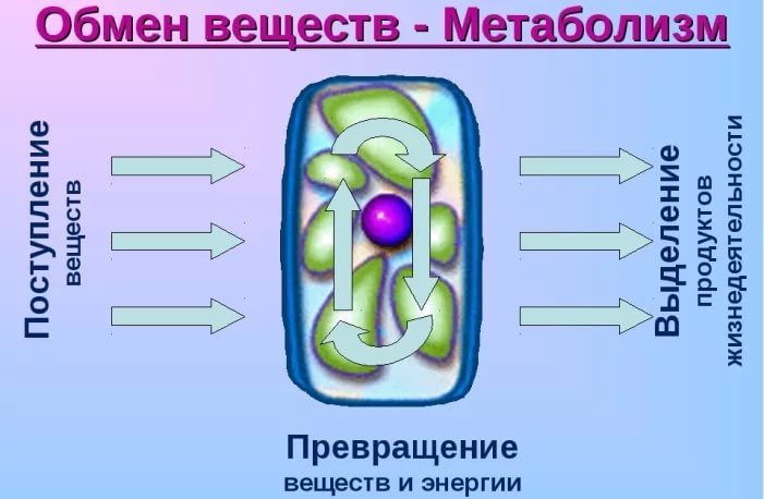 Метаболизм