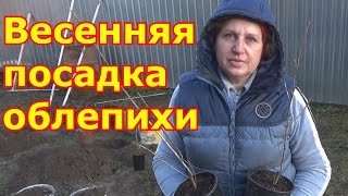 Весенняя посадка облепихи  Как отличить мужскую облепиху от женской