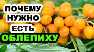 ОБЛЕПИХА: полезные свойства, противопоказания, рецепты народной медицины при повышенном давлении