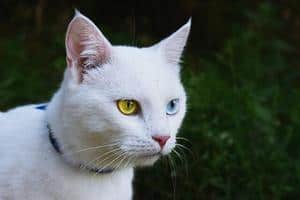 image of a white kitty with heterochromia