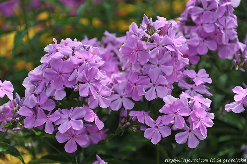 Phlox paniculata Nezabudka (1).JPG