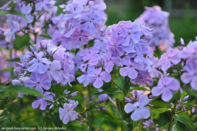 Phlox paniculata Nezabudka (6).JPG