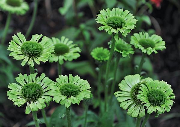 Эхинацея Green Jewel