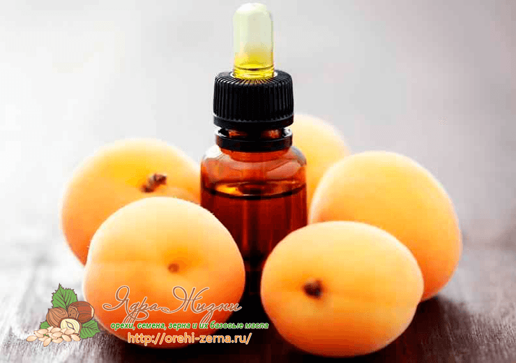 Полезные свойства масла абрикосовых косточек