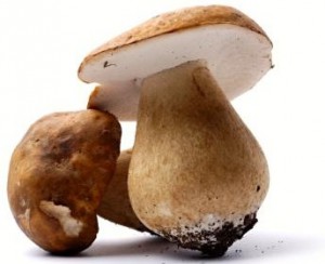 Польза и вред белых грибов