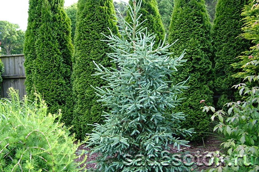 Ель сибирская сорт Глаука (Var. glauca)