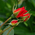 Dewdrops on the petals of a rose