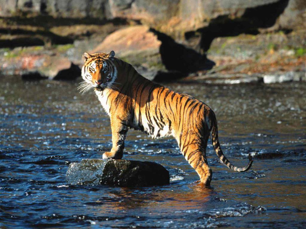 Животное-символ имени - тигр
