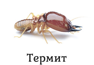 Термит